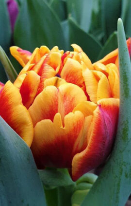 Тюльпан Thunderball 500 цибулин розмір 12+