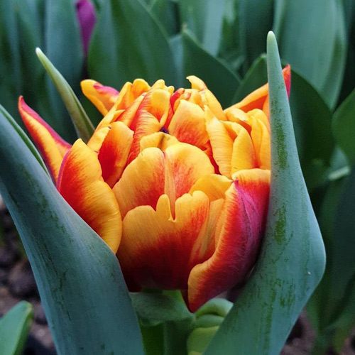 Тюльпан Thunderball 500 цибулин розмір 12+