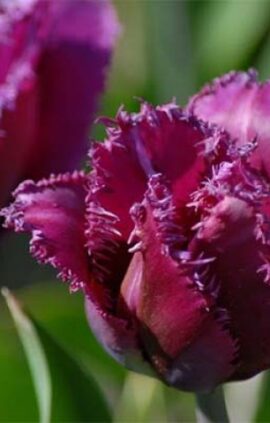 Тюльпан Тревеллер 25 цибулин розмір 10/11