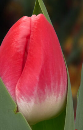 Тюльпан Ванесса 500 цибулин розмір 12+