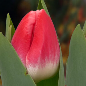 Тюльпан Ванесса 500 цибулин розмір 12+