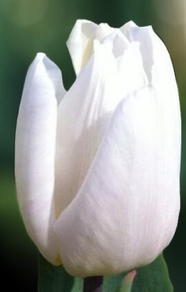 Тюльпан Вайт палас 500 цибулин розмір 12+