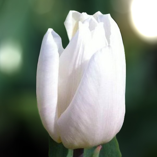 Тюльпан Вайт палас 500 цибулин розмір 12+