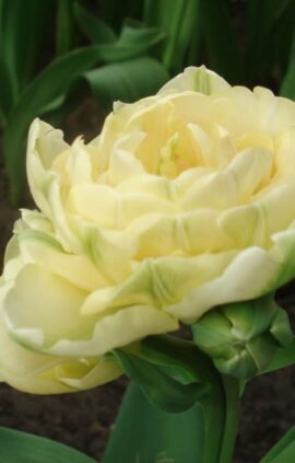 Тюльпан Монте Бью 500 цибулин розмір 12+