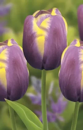 Тюльпан Арабіан Бьюті 30 цибулин розмір 10/11