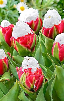 Тюльпан Айс Крим 20 цибулин розмір 10/11