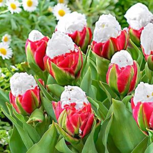 Тюльпан Айс Крим 20 цибулин розмір 10/11