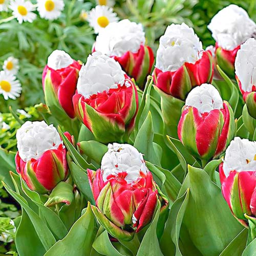 Тюльпан Айс Крим 20 цибулин розмір 10/11