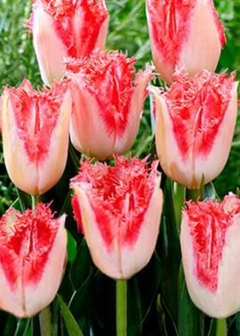 tulpan-bahromchatyy-svit-simon