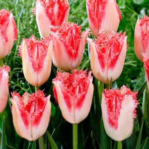 tulpan-bahromchatyy-svit-simon