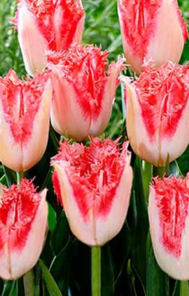 Тюльпан Світ Симон упаковка 30 цибулин розмір 10/11