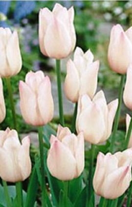 Тюльпан Крісмас Світ 25 цибулин розмір 10/11