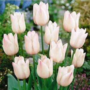 Тюльпан Крісмас Світ 25 цибулин розмір 10/11