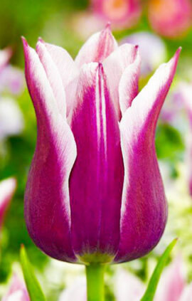 Тюльпан Клаудія 500 цибулин розмір 12+