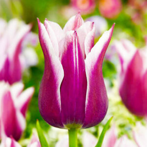 Тюльпан Клаудія 500 цибулин розмір 12+