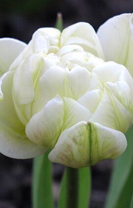 Тюльпан Глобал Дезайр 25 цибулин розмір 10/11