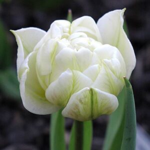 Тюльпан Глобал Дезайр 25 цибулин розмір 10/11