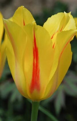 Тюльпан Хокус Покус 30 цибулин розмір 10/11