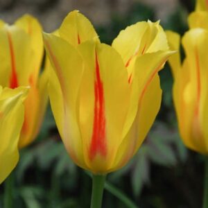 Тюльпан Хокус Покус 30 цибулин розмір 10/11