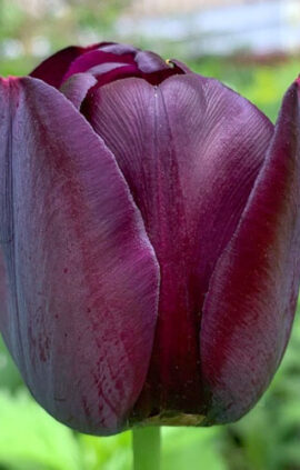 Тюльпан Кафе Нуар 25 цибулин розмір 10/11