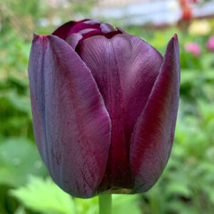 Тюльпан Кафе Нуар 25 цибулин розмір 10/11