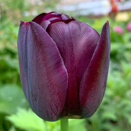 Тюльпан Кафе Нуар 25 цибулин розмір 10/11