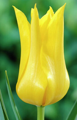 Тюльпан Балада Голд 500 цибулин розмір 12+