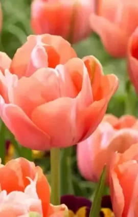 Тюльпан Ментон Екзотик 25 цибулин розмір 10/11