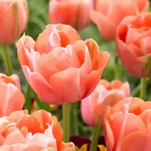 Тюльпан Ментон Екзотик 25 цибулин розмір 10/11