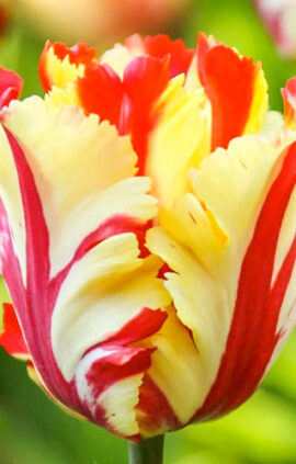 Тюльпан Флемінг Перрот 30 цибулин розмір 10/11