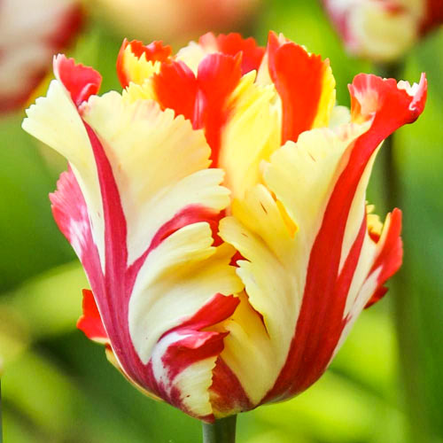 Тюльпан Флемінг Перрот 30 цибулин розмір 10/11