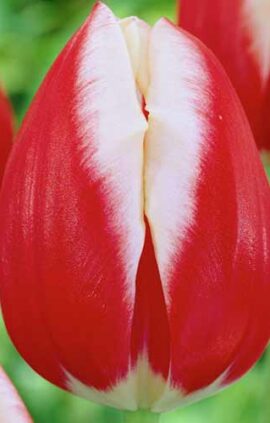 Тюльпан Лакі Страйк 500 цибулин розмір 12+