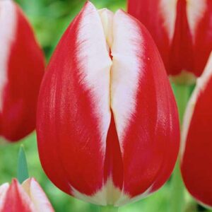 Тюльпан Лакі Страйк 500 цибулин розмір 12+