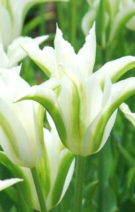 Тюльпан Спрінг Грін 500 цибулин розмір 12+