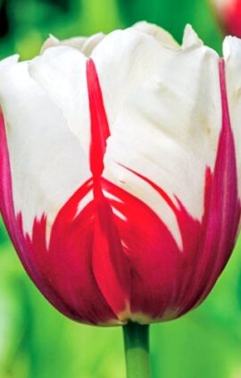 Тюльпан Ворлд Експрешн 30 цибулин розмір 10/11