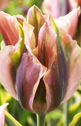 Тюльпан Грін Рівер 25 цибулин розмір 10/11