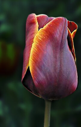 Тюльпан Абу Хасан 500 цибулин розмір 12+