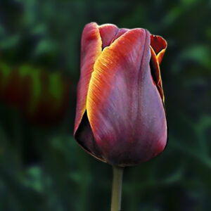 Тюльпан Абу Хасан 500 цибулин розмір 12+