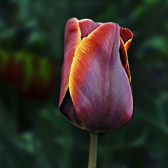 Тюльпан Абу Хасан 500 цибулин розмір 12+