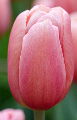 Тюльпан Айс Пінк 500 цибулин розмір 12+