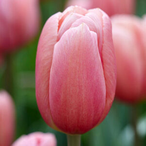 Тюльпан Айс Пінк 500 цибулин розмір 12+