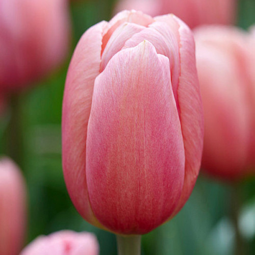 Тюльпан Айс Пінк 500 цибулин розмір 12+