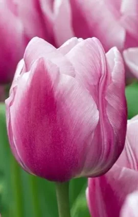 Тюльпан Афке 500 цибулин розмір 12+