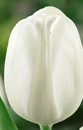 Тюльпан Айс Риф 500 цибулин розмір 12+