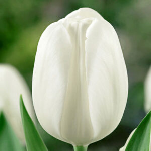 Тюльпан Айс Риф 500 цибулин розмір 12+