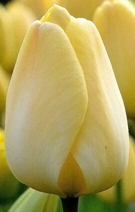 Тюльпан Айворі Флорадейл 25 цибулин розмір 10/11