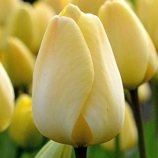 Тюльпан Айворі Флорадейл 25 цибулин розмір 10/11