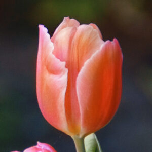 Тюльпан Акрополь 500 цибулин розмір 12+