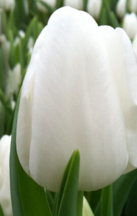 Тюльпан Альбатрос 500 цибулин розмір 12+