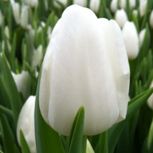 Тюльпан Альбатрос 500 цибулин розмір 12+